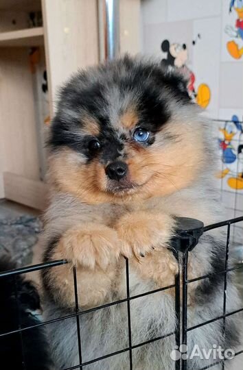 Померанский шпиц медвежьего типа