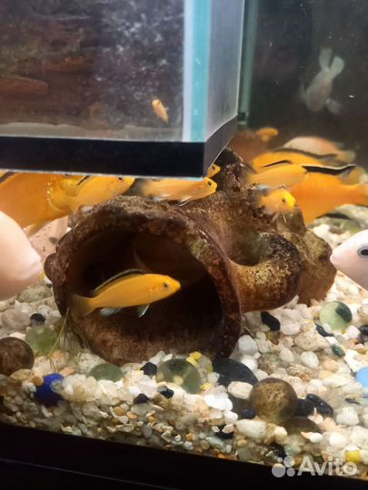 Мальки елоу