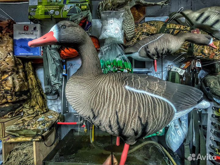 Чучела гуся R-D