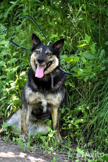 Лада. Шикарная собака в добрые руки