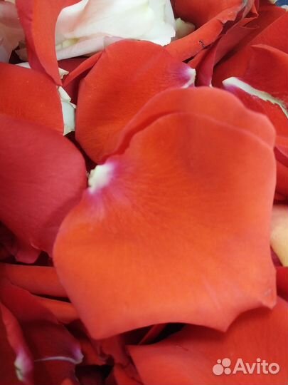 Лепестки роз