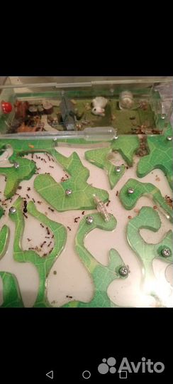 Муравейник