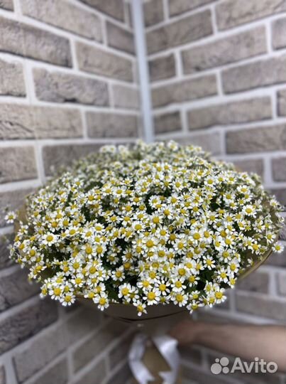 Букет 25 ш рамашка