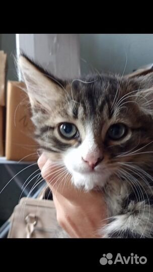 Отдаем котят в хоршие руки