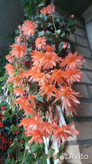 Укоренённые черенки ампельной бегонии