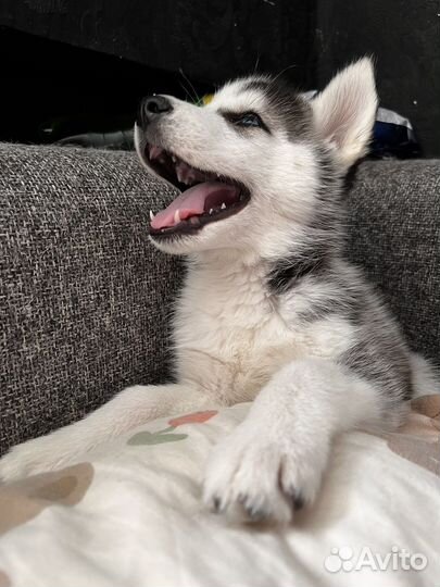 Щенки сибирской хаски девочка