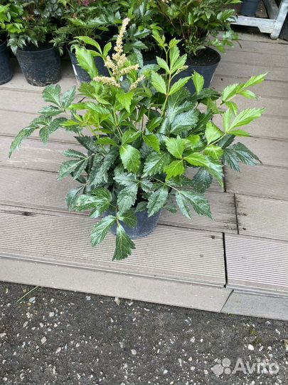 Астильба,хоста,лилейники