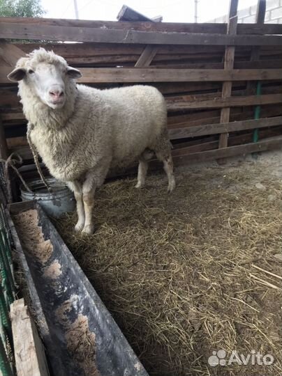Баран большой на племя