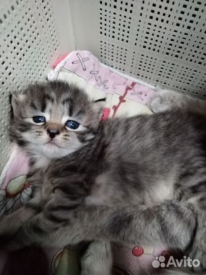 Отдам в добрые руки, котенка