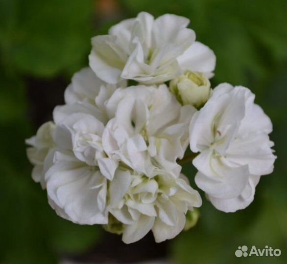 Пеларгонии сортовые