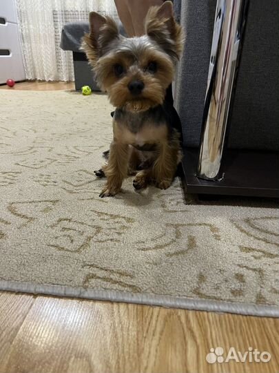 Вязка Йоркширского терьера