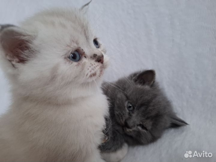 Британская