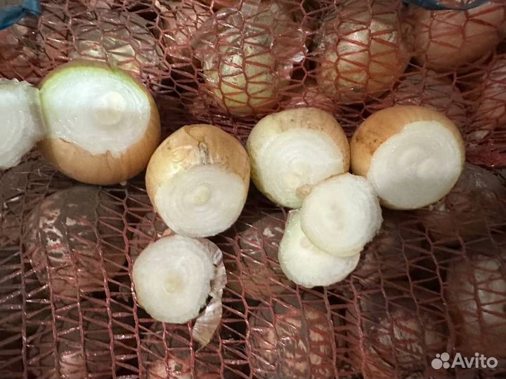 Лук на посадку Халцедон 3-5 см для пера от 5 тонн