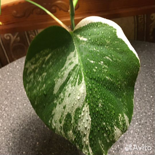 Монстера вариегатная альба