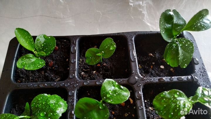 Мандарины из косточки