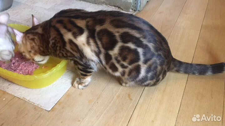 Бенгальские котята - милота зашкаливает