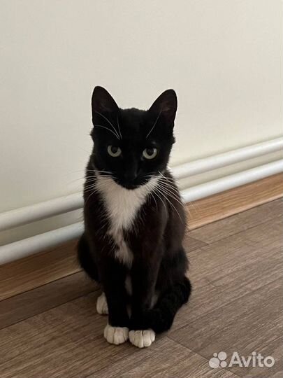 Кошки в добрые руки