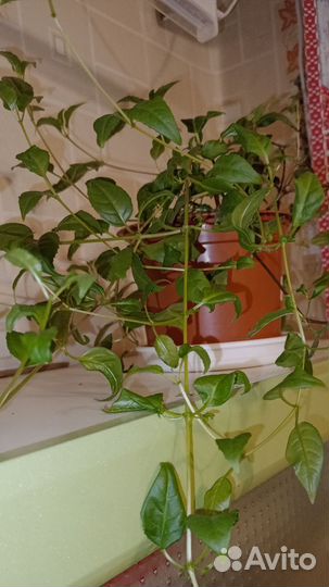 Цветы разные