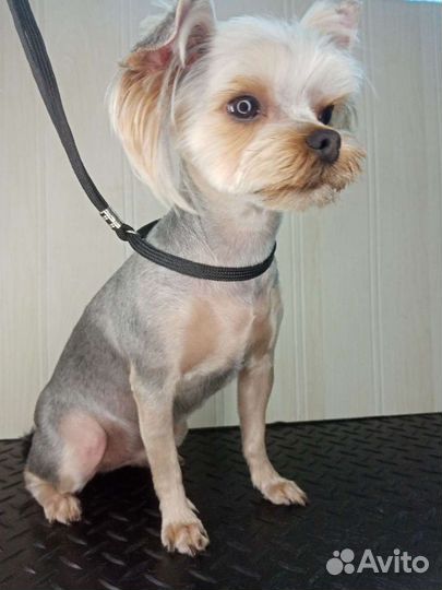 Груминг: услуги грумера Анапа и Анапский район