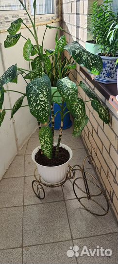 Диффенбахия растение