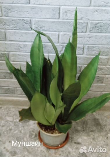 Сансевиерии сортовые