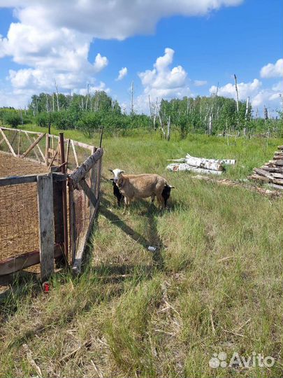 Овцы с ягнятами