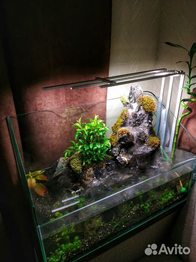 Аквариум палюдариум