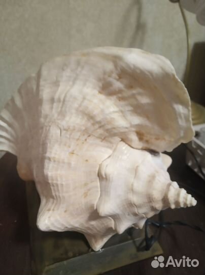 Ракушка -светильник