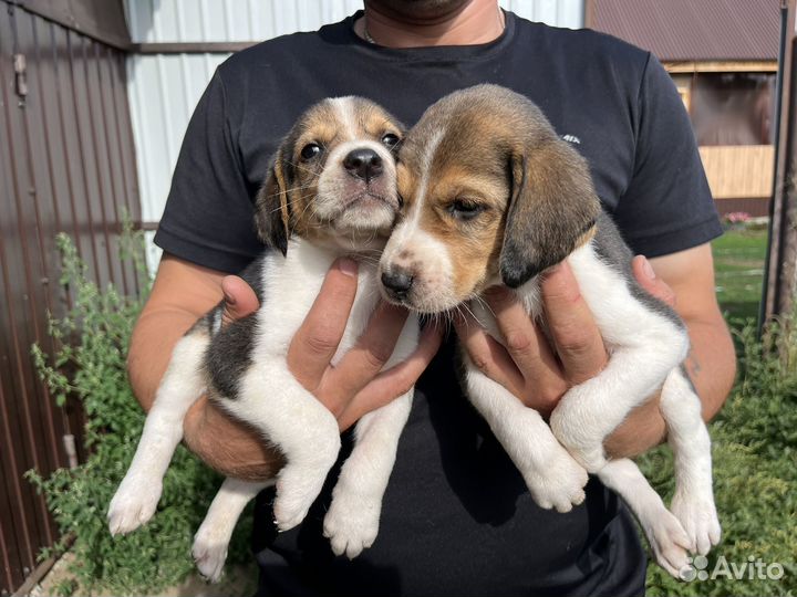 Русская пегая гончая