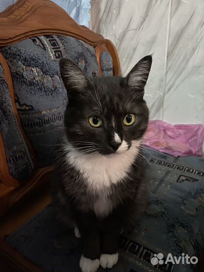 Кошки и коты в добрые руки