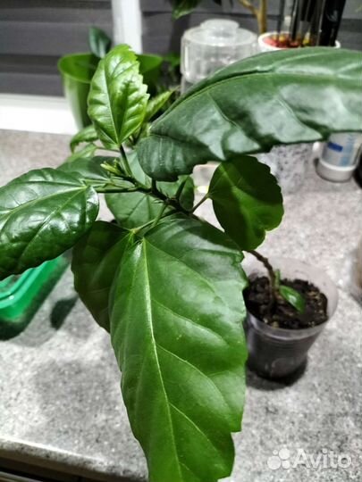 Гибискус китайская роза