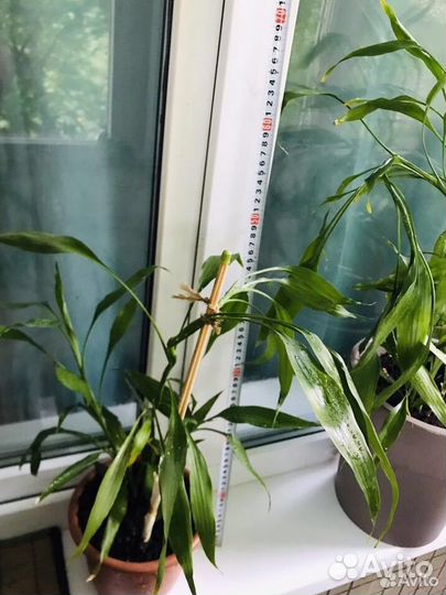 Комнатный бамбук