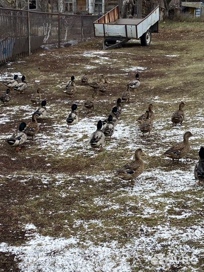 Подсадные утки