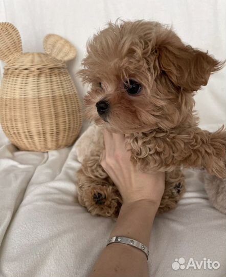 Мальтипу мини