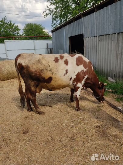 Дойная молочная корова