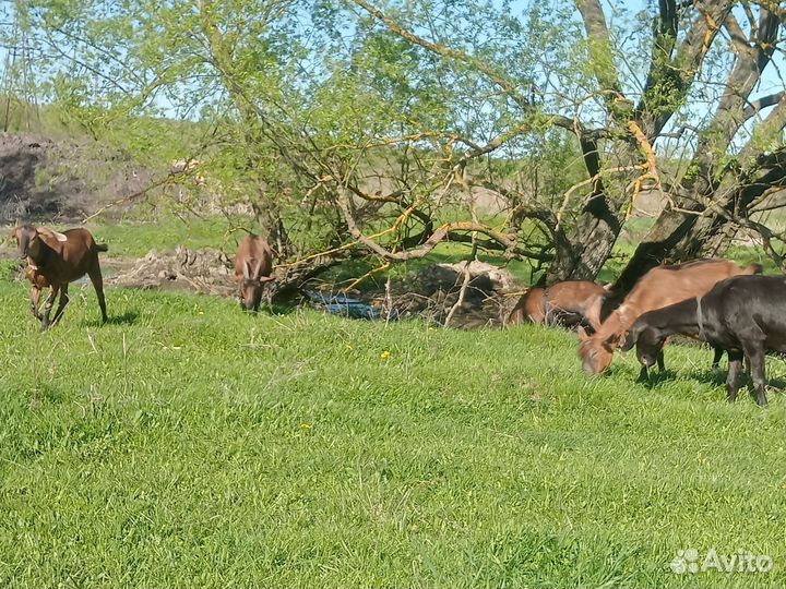 Чешский козел