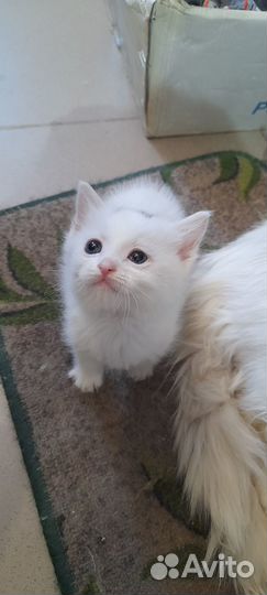 Котенок в добрые руки