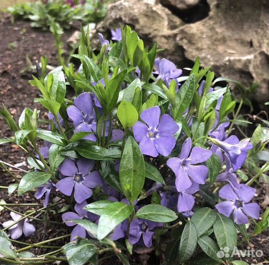 Вербейник, камнеломка, колокольчик, бадан