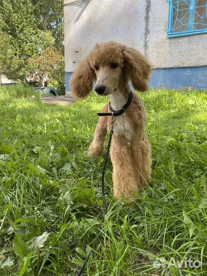 Королевский пудель