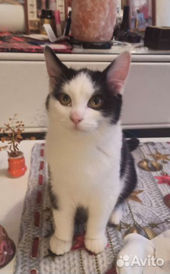Кошка в дар бесплатно