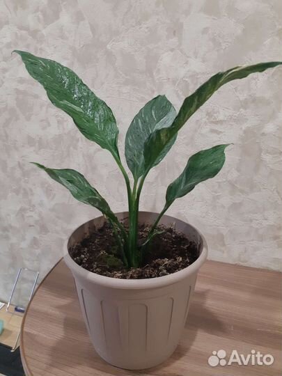 Спатифиллум