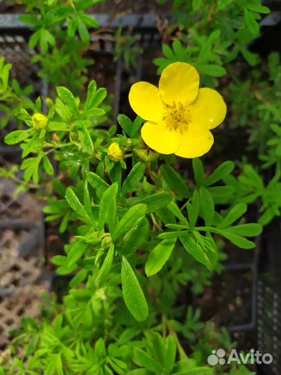 Лапчатка желтая