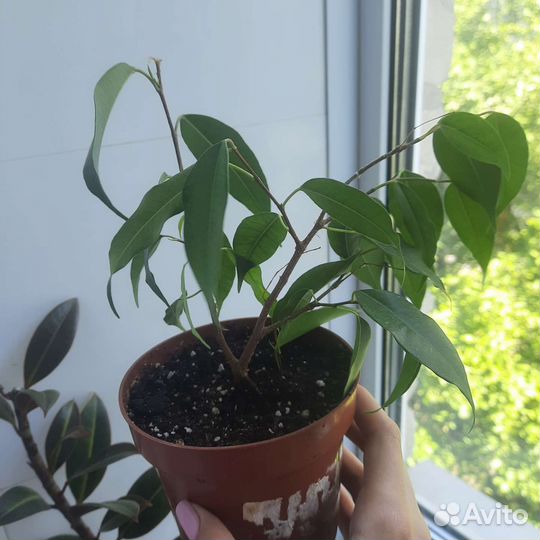 Фикус бенджамина