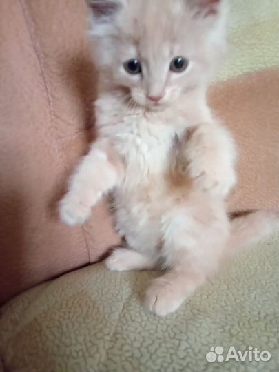 Сибирская кошка