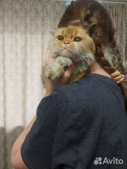 Кошка рыжая