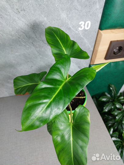 Хамоломена