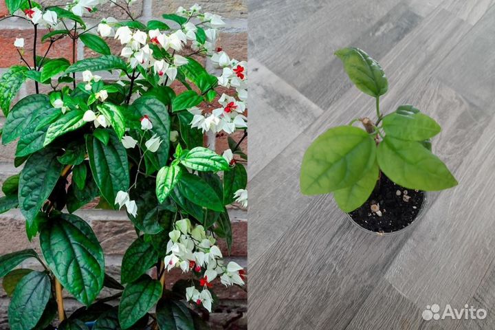 Комнатные растения