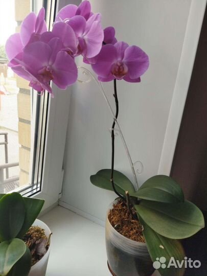 Фаленопсис, орхидея