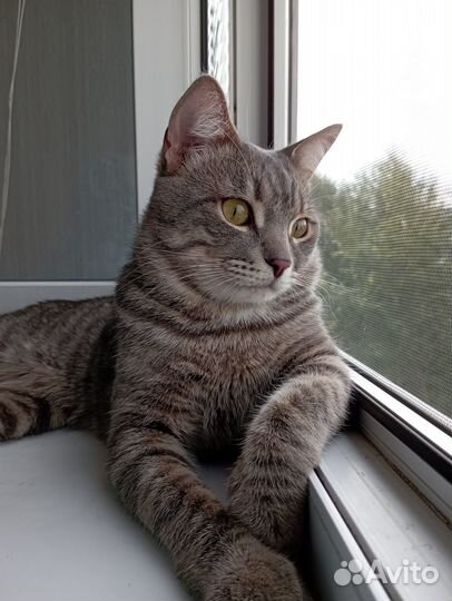 Милый котик ищет дом