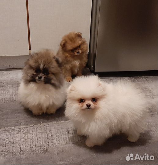 Шпиц девочки и мальчик